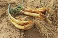 Fresh Concentric Shallots for Flavorful Cooking